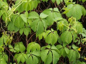 Виноград девичий (Parthenocissus inserta)